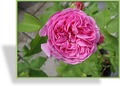 Rose, Strauchrose, Rosa 'Louise Odier'