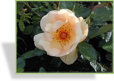 Rose, Strauchrose, Rosa 'Maigold'