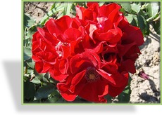 Rose, Strauchrose, Rosa 'Roter Korsar'
