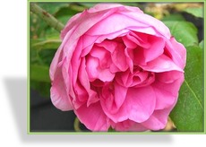 Rose, Strauchrose, Rosa centifolia muscosa
