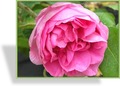 Rose, Strauchrose, Rosa centifolia muscosa