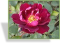 Rose, Strauchrose, Rosa 'Cardinal Hume'