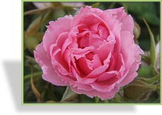 Rose, Strauchrose, Rosa 'Pink Grootendorst'