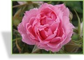Rose, Strauchrose, Rosa 'Pink Grootendorst'