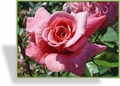Rose, Strauchrose, Rosa 'Zaide'