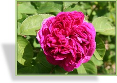 Rose, Strauchrose, Rosa 'Rose de Resht'