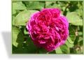 Rose, Strauchrose, Rosa 'Rose de Resht'