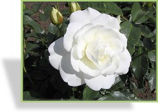 Rose, Strauchrose, Rosa 'Schneewittchen'