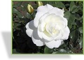 Rose, Strauchrose, Rosa 'Schneewittchen'