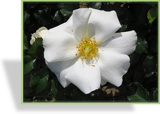Rose, Strauchrose, Rosa 'White Haze'