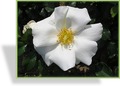 Rose, Strauchrose, Rosa 'White Haze'