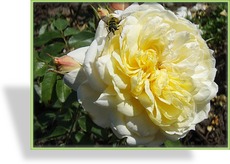 Rose, Strauchrose, Rosa 'Yellow Romantica'