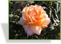 Rose, Edelrose, SP-Gehölze