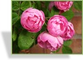 Rose, Kletterrose, SP-Gehölze