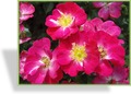 Rose, Zwergrose, SP-Gehölze
