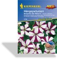 Petunie, Hängepetunie Burgundy Star Wave F1, Kiepenkerl