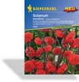 Solanum Mandarina, Kiepenkerl