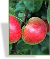 Apfel, SP-Gehölze
