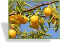 Mirabelle, SP-Gehölze