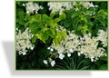 Hortensie, Kletterhortensie, SP-Gehölze