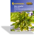 Blut-Ampfer, Kiepenkerl