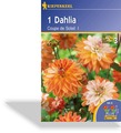 Dahlie, dekorative Dahlie Coupe de Soleil, Kiepenkerl