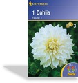 Dahlie, dekorative Dahlie Fleurel, Kiepenkerl