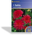 Dahlie, dunkellaubige Dahlie Karma Fuchsiana, Kiepenkerl
