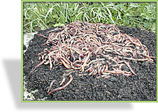 Kompostwürmer (Eisenia hortensis syn. Dendrobaena veneta)
