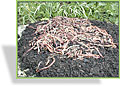 Kompostwürmer (Eisenia hortensis syn. Dendrobaena veneta), S&S