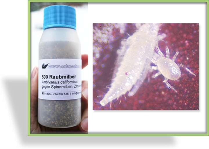 Raubmilben, Amblyseius californicus