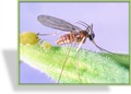 Gallmücken-Puppen, Aphidoletes aphidimyza, S&S