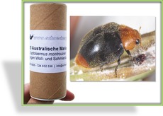 Australische Marienkäfer, Cryptolaemus montrouzieri