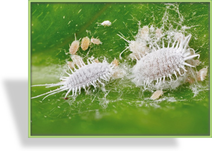 Australische Marienkäfer, Cryptolaemus montrouzieri