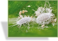 Australische Marienkäfer, Cryptolaemus montrouzieri