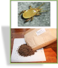 Raubmilben, Hypoaspis aculeifer