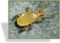 Raubmilben, Hypoaspis aculeifer, S&S