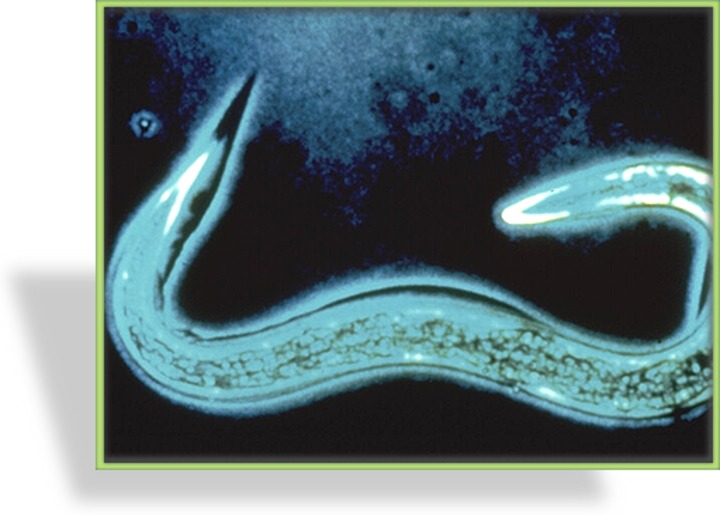 Nematoden (PC), Phasmarhabditis californica
