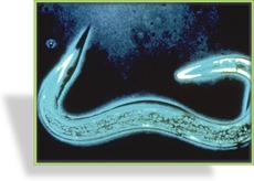 Nematoden (PH), Phasmarhabditis hermaphrodita