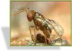 Schlupfwespen gegen Textilmotten, Trichogramma evan.