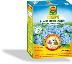 Blaue Hortensien