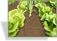 Mulchvlies 125 g/qm