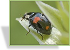 Marienkäfer-Larven, Adalia bipunctata (2-Punkt)