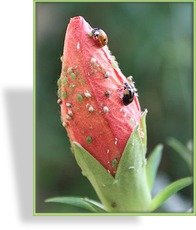 Marienkäfer-Larven, Adalia bipunctata (2-Punkt)