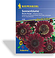 Sonnenblume Moulin Rouge