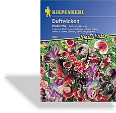 Wicke, Duftwicke Ripple Mix