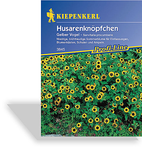 Kiepenkerl Husarenkn/öpfchen Gelber Vogel Sanvitalia procumbens
