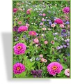 Wildblumenmischung Historischer Bauerngarten
