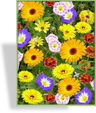 Wildblumenmischung Blütenteppich