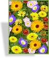 Wildblumenmischung Blütenteppich